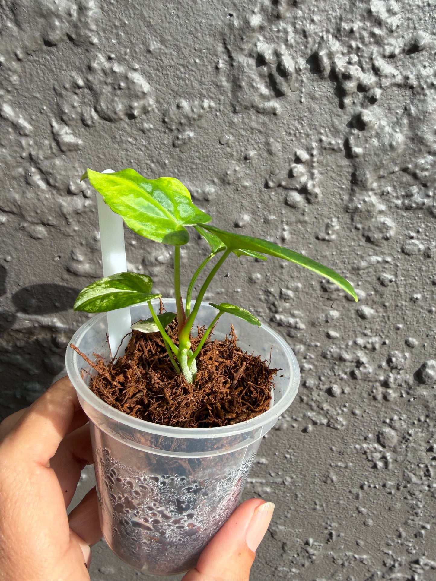 Anthurium “Allure Solaris”-2