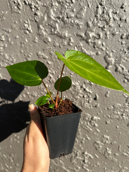Green Kallos (var papi x papi x)