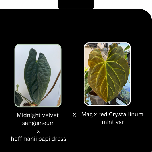 Midnight velvet sang x hoff pap dress X mag x red Crystallinum mint - 5 seeds
