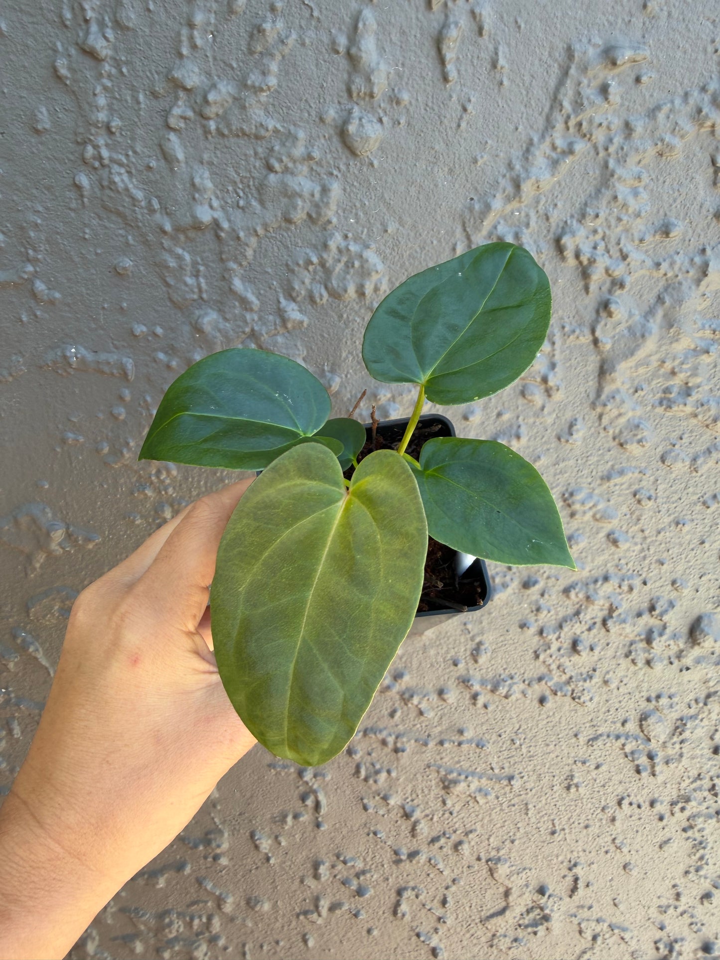 Reverse Black cherry x leopard- 4