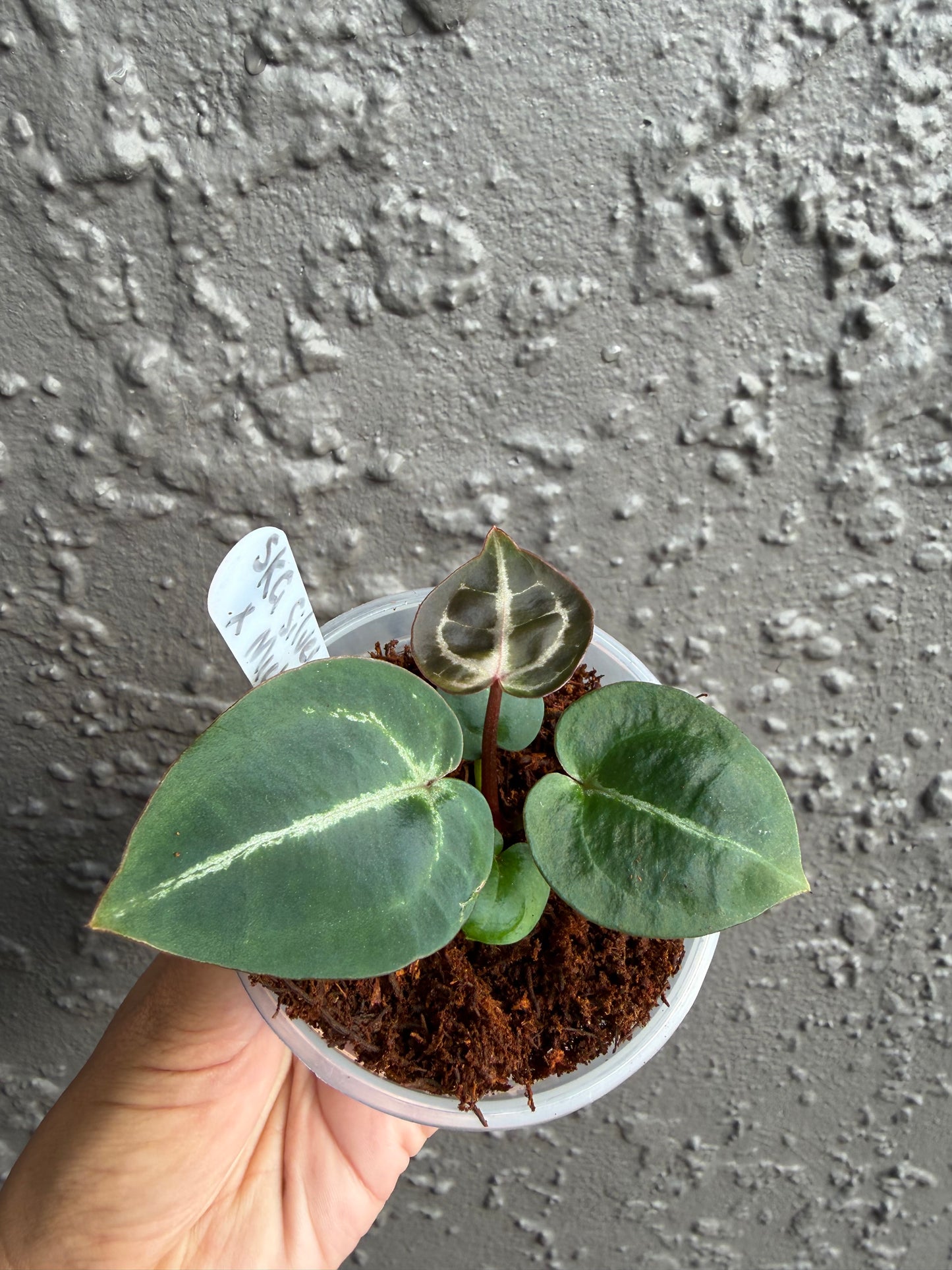SKG Silver Red Crystallinum x Michelle-B