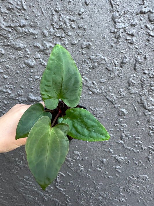 Black Cherry x Twin Phoenix (d)