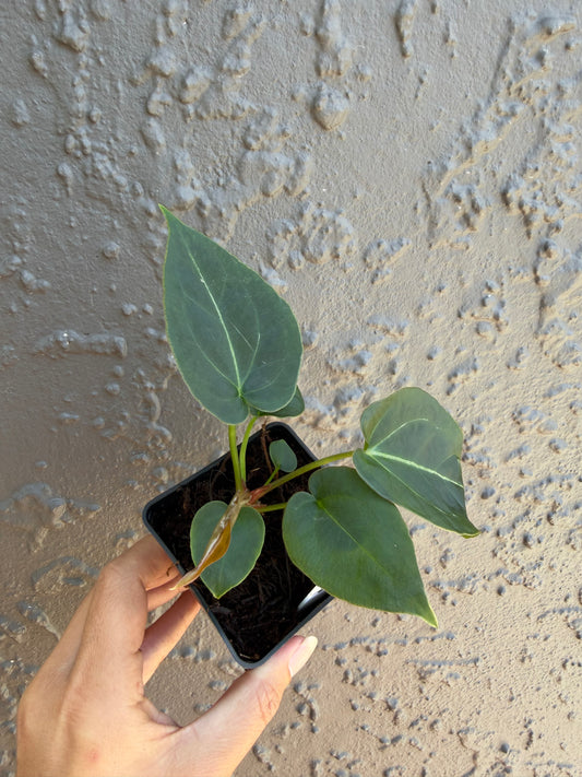 Reverse Black cherry x leopard- 3