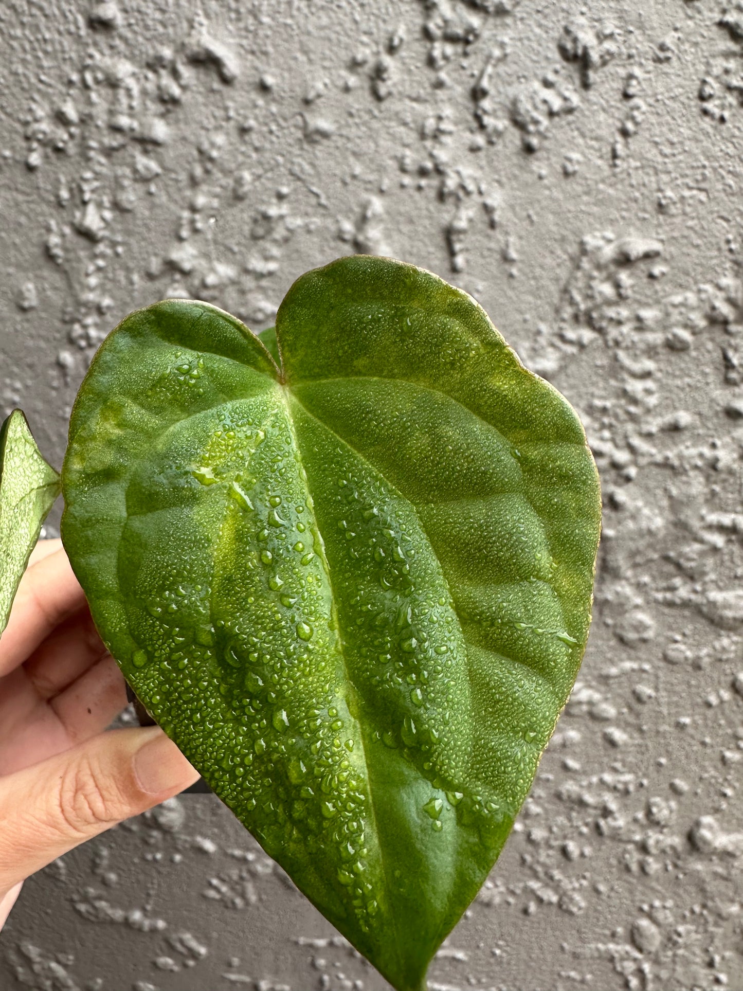 Variegated forgetii x lux (3)