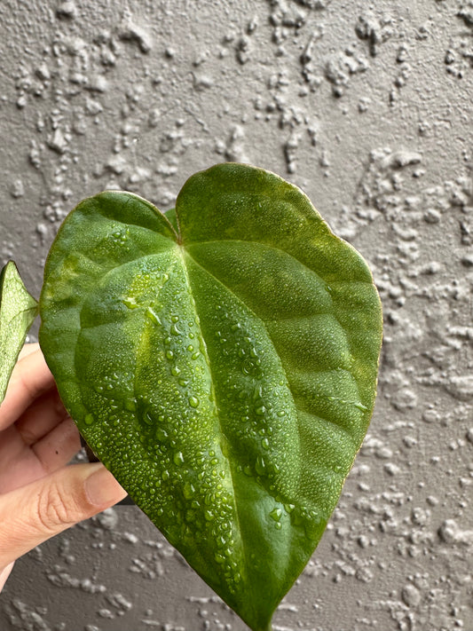 Variegated forgetii x lux (3)