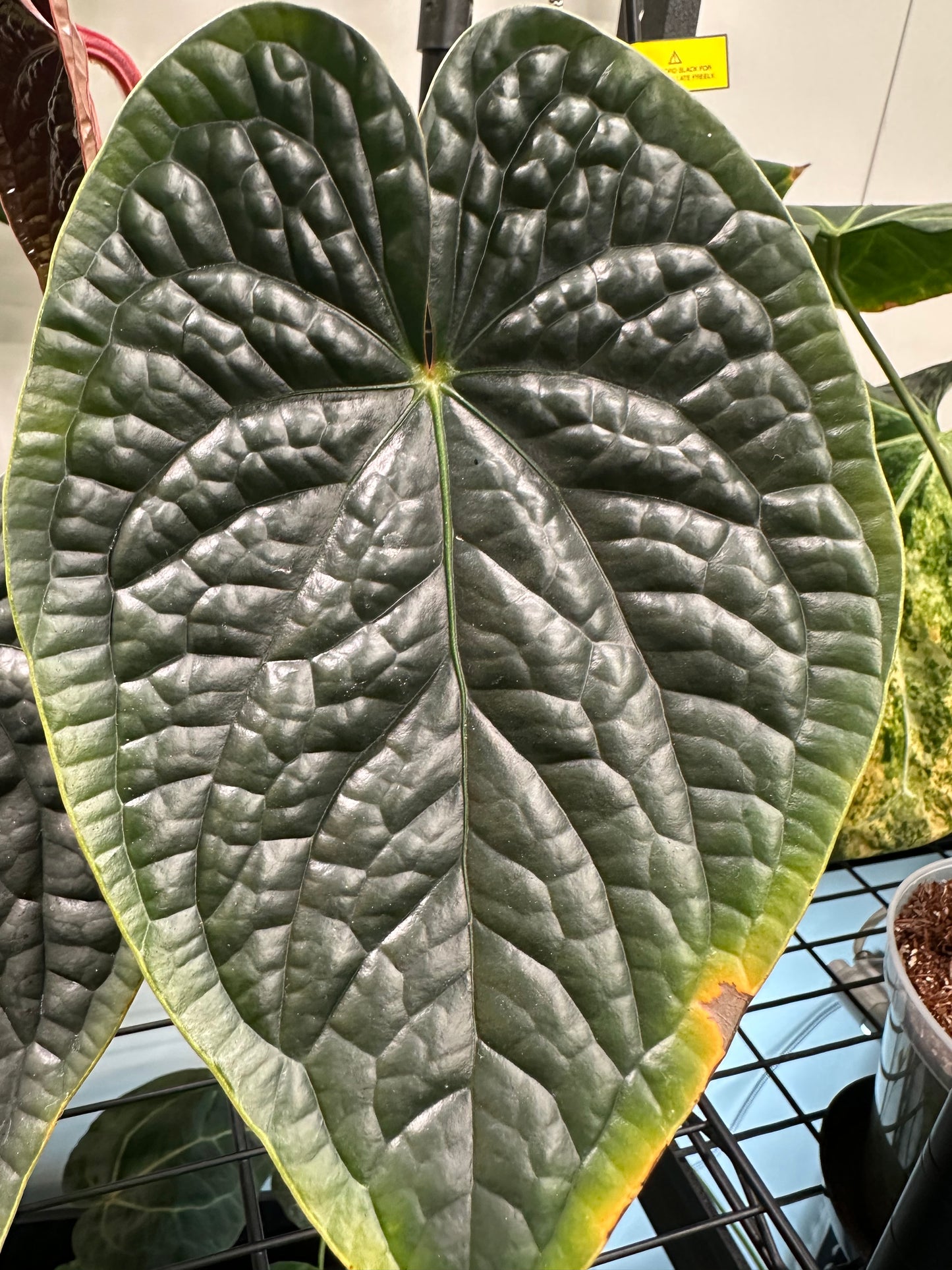 Variegated Forgetii x Luxurians (1)