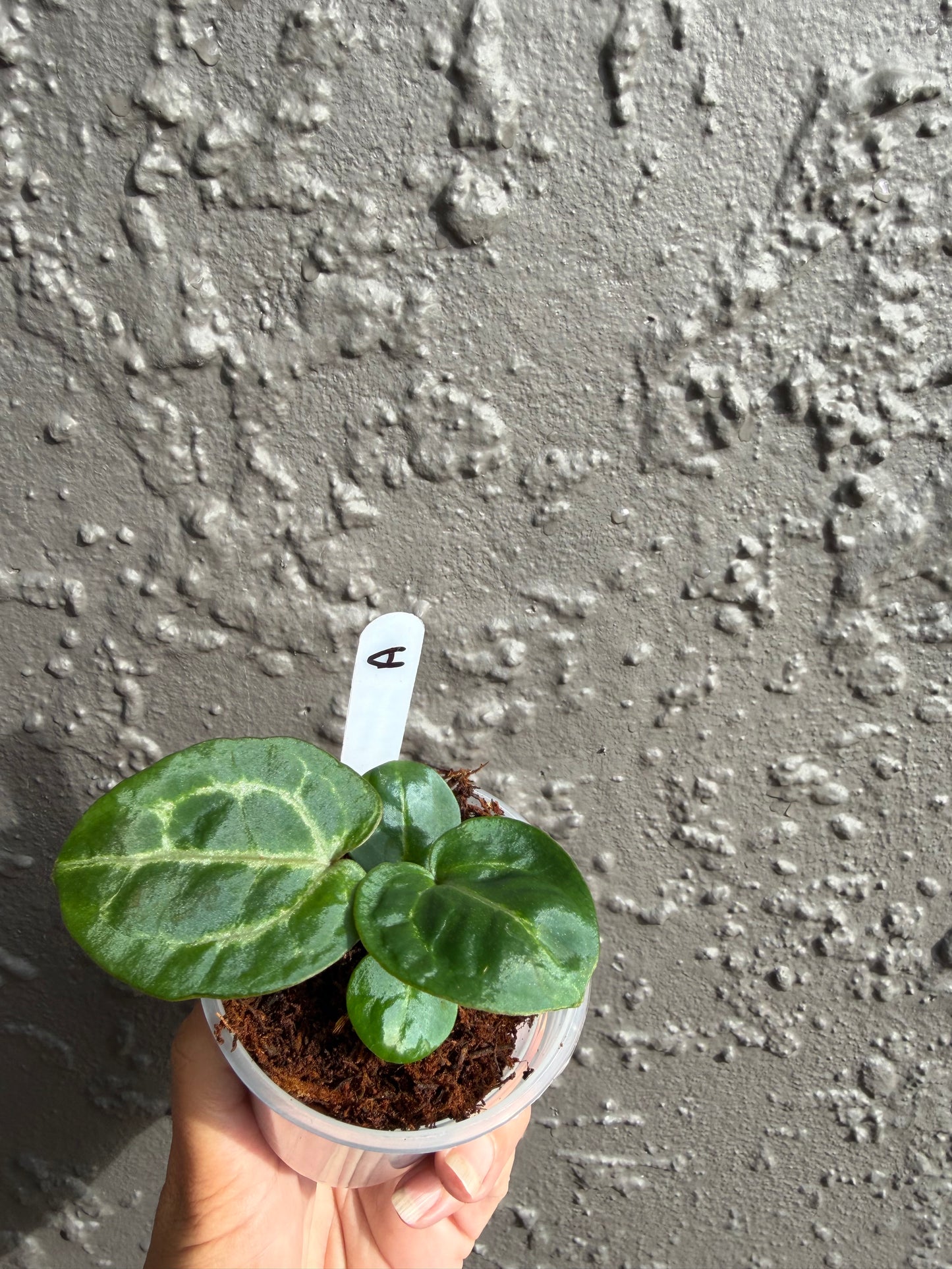 SKG Silver red Crystallinum x Michelle -A