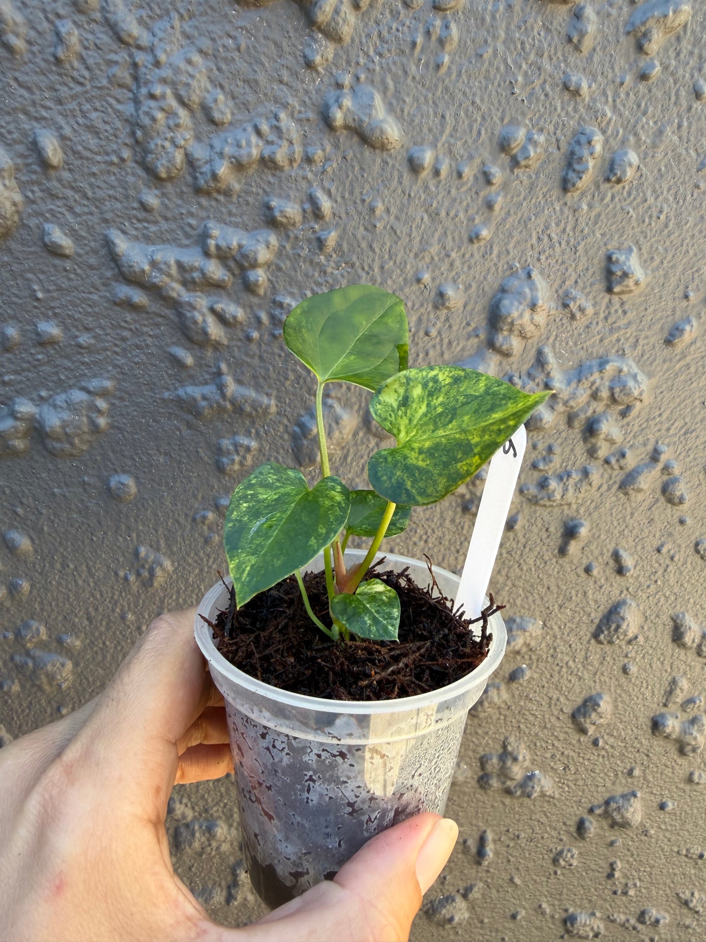 Anthurium Golden Haze -6