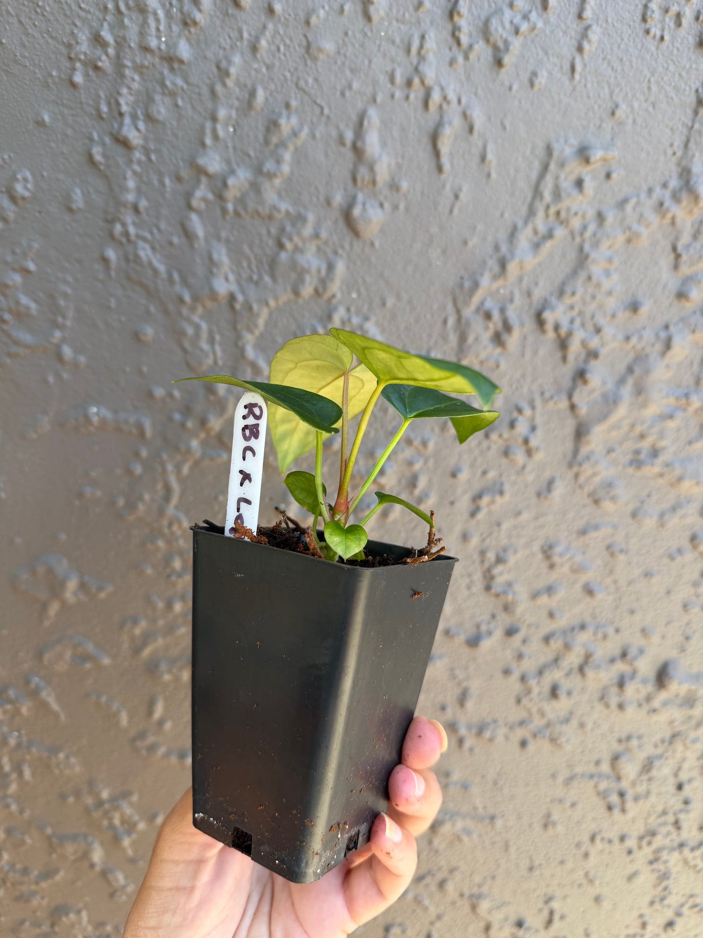 Reverse Black cherry x leopard- 4