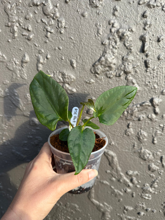NSE Portillae x Antolakii (b)