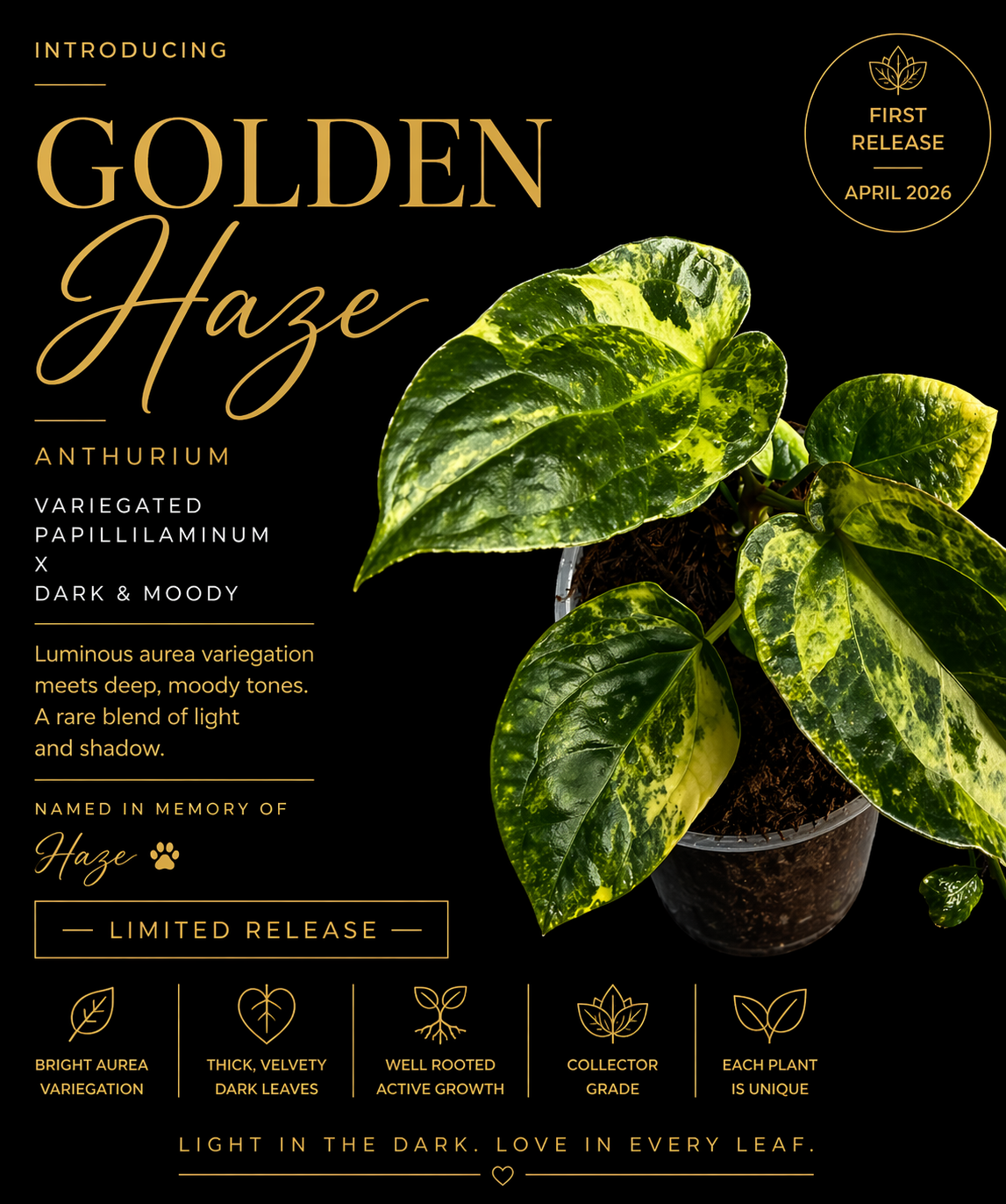 Anthurium Golden Haze -1