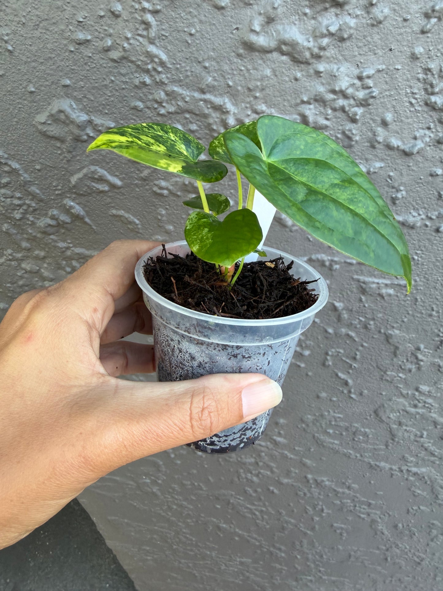 Anthurium Allure Solaris -K