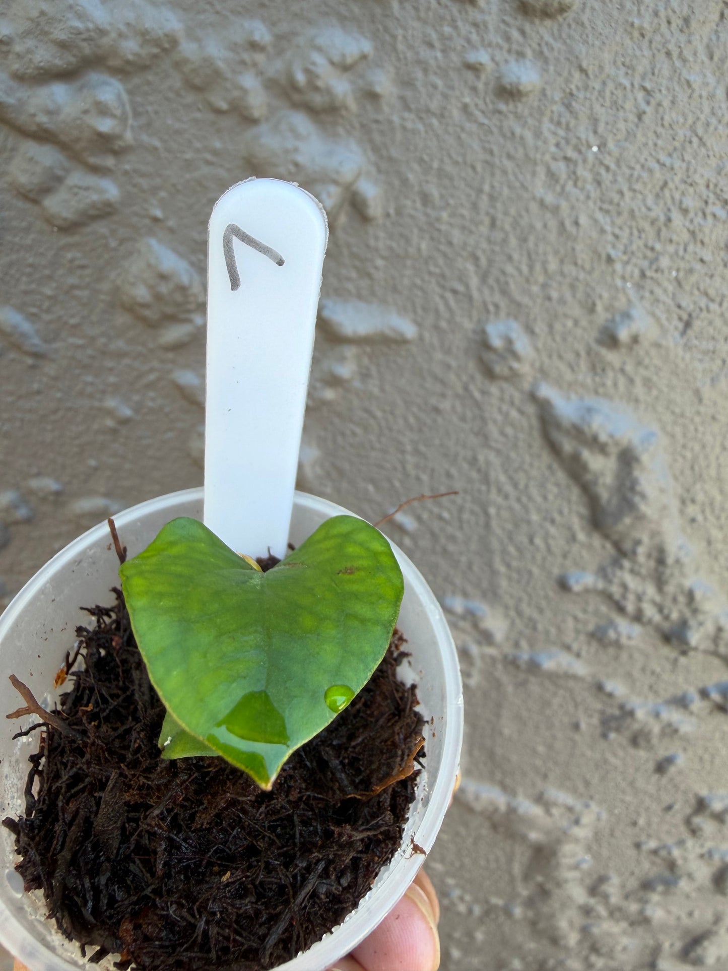 Anthurium KoS HU Round form -7