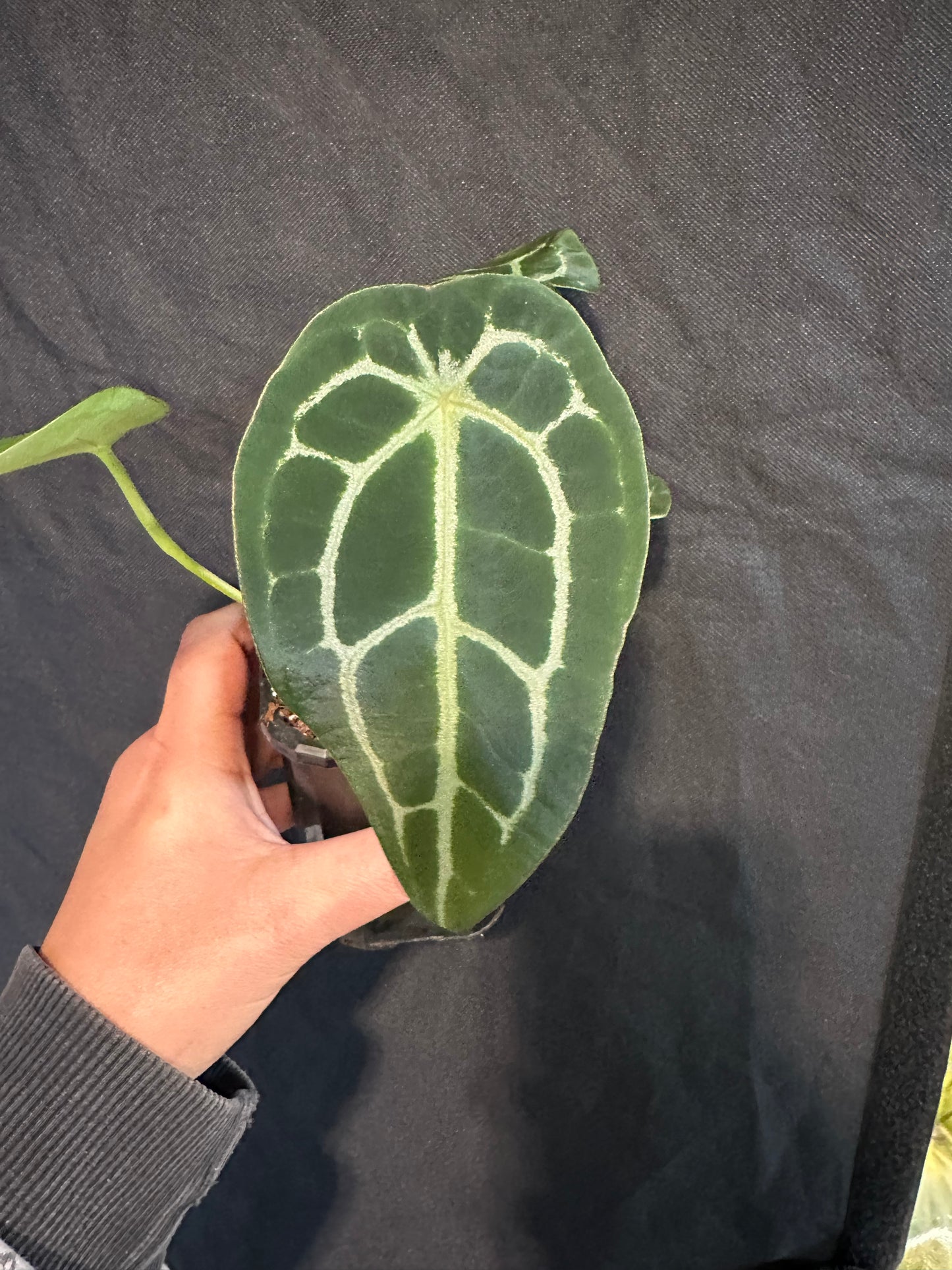 Anthurium Astraea