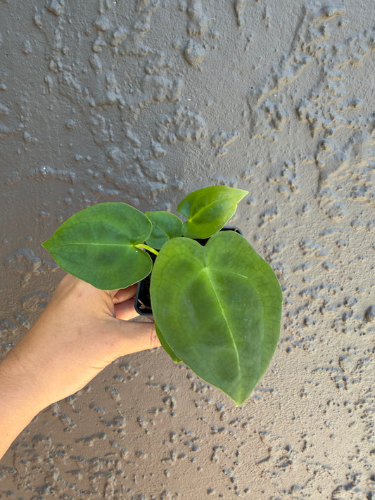 Forgetii Dark Form -3