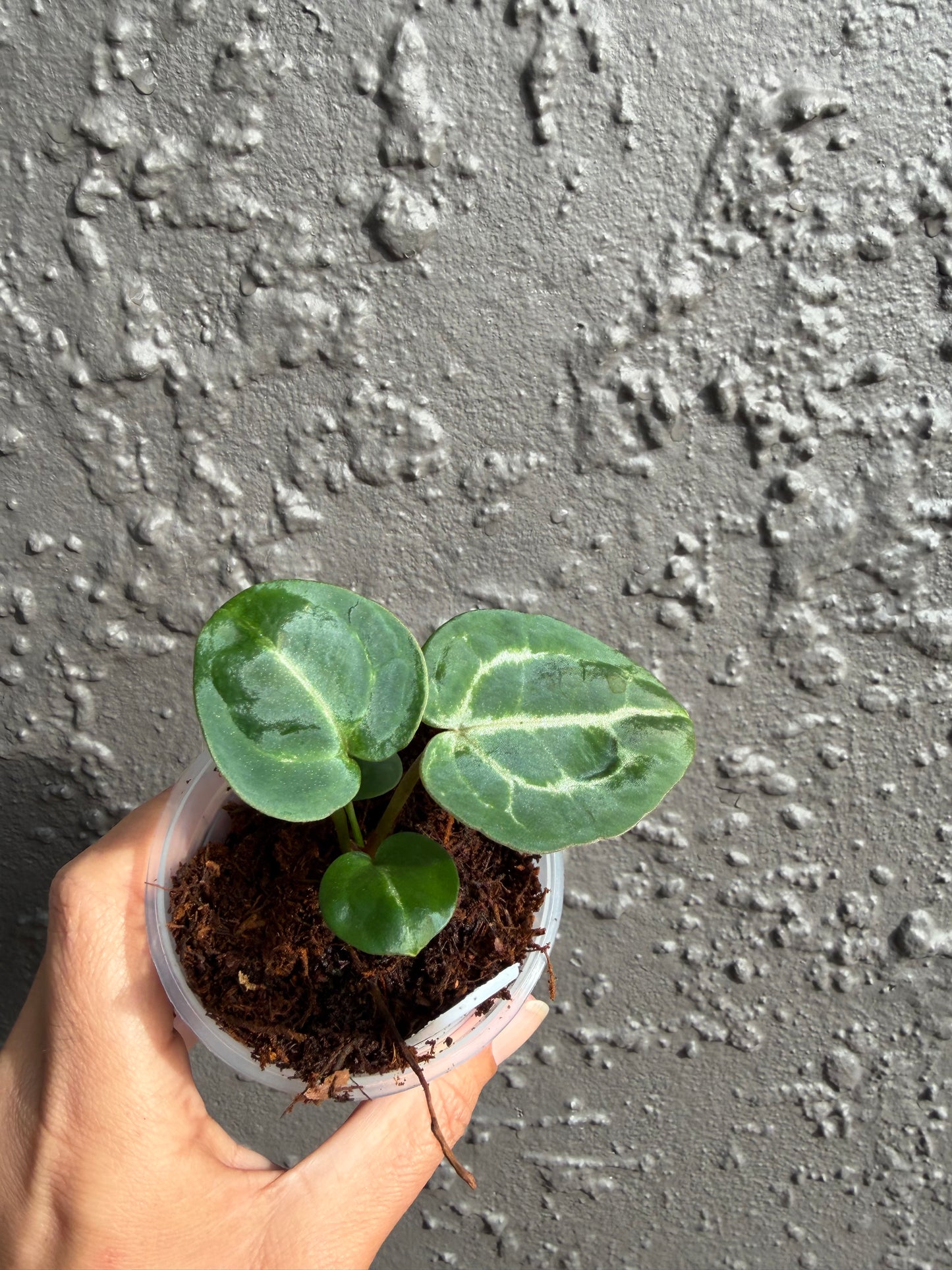 SKG Silver red Crystallinum x Michelle -A