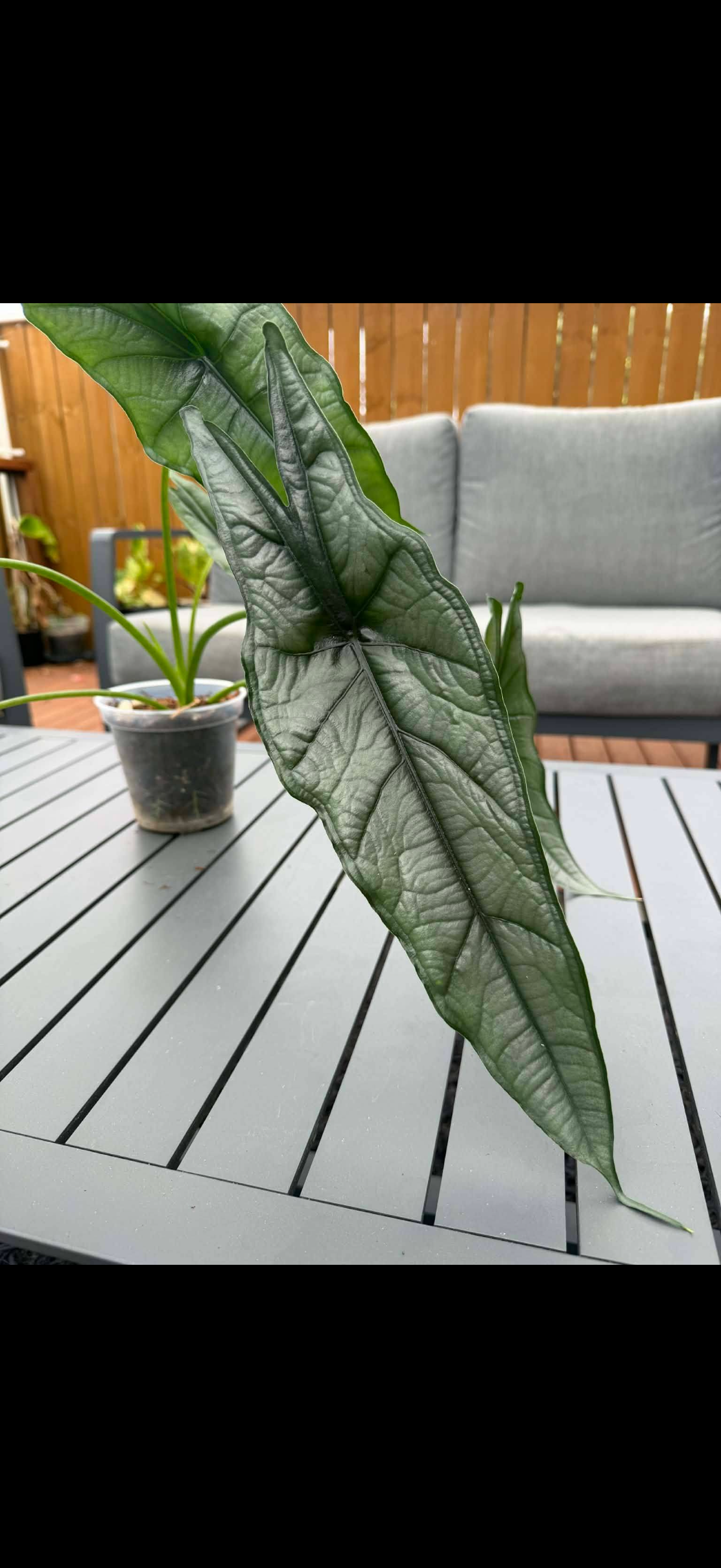 Alocasia Dragons Breath