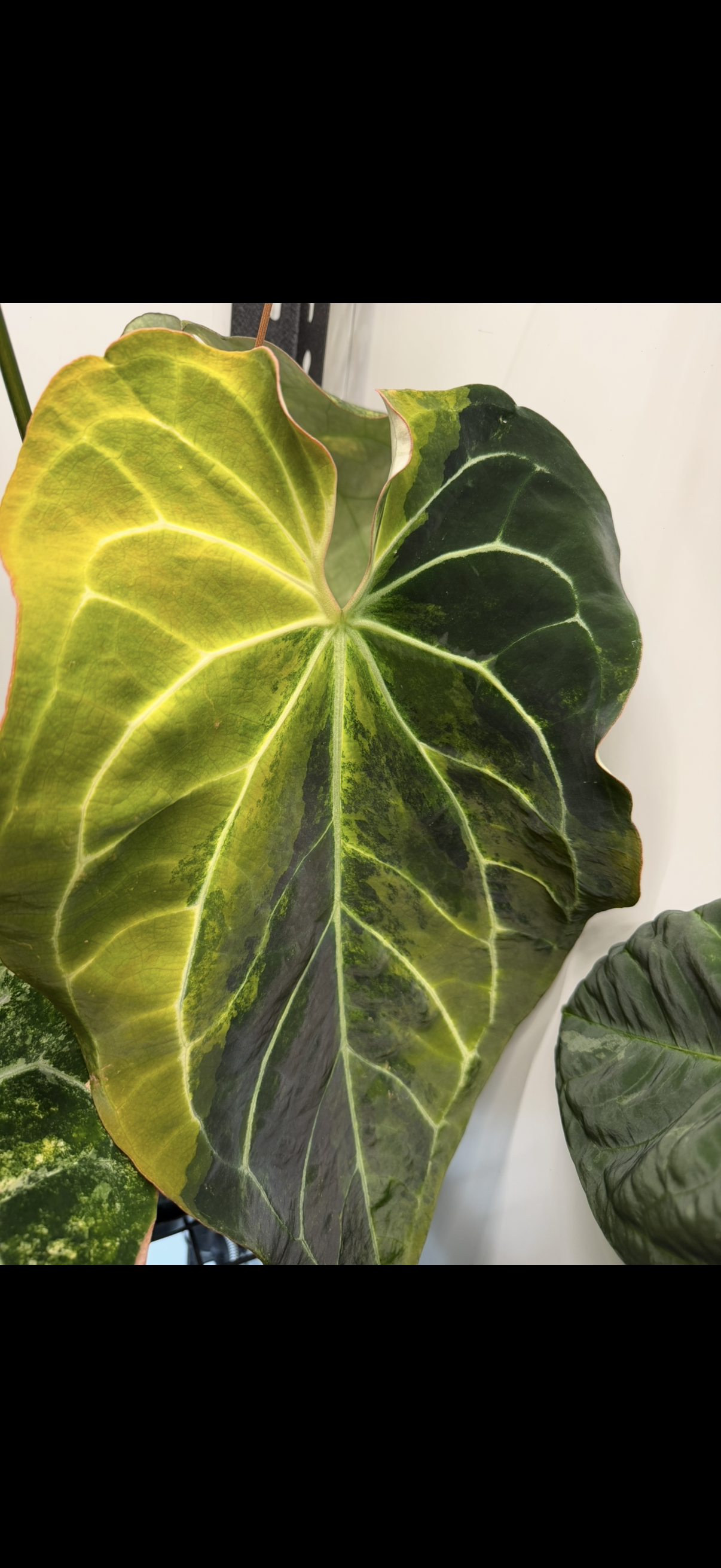 Anthurium Golden Haze -1