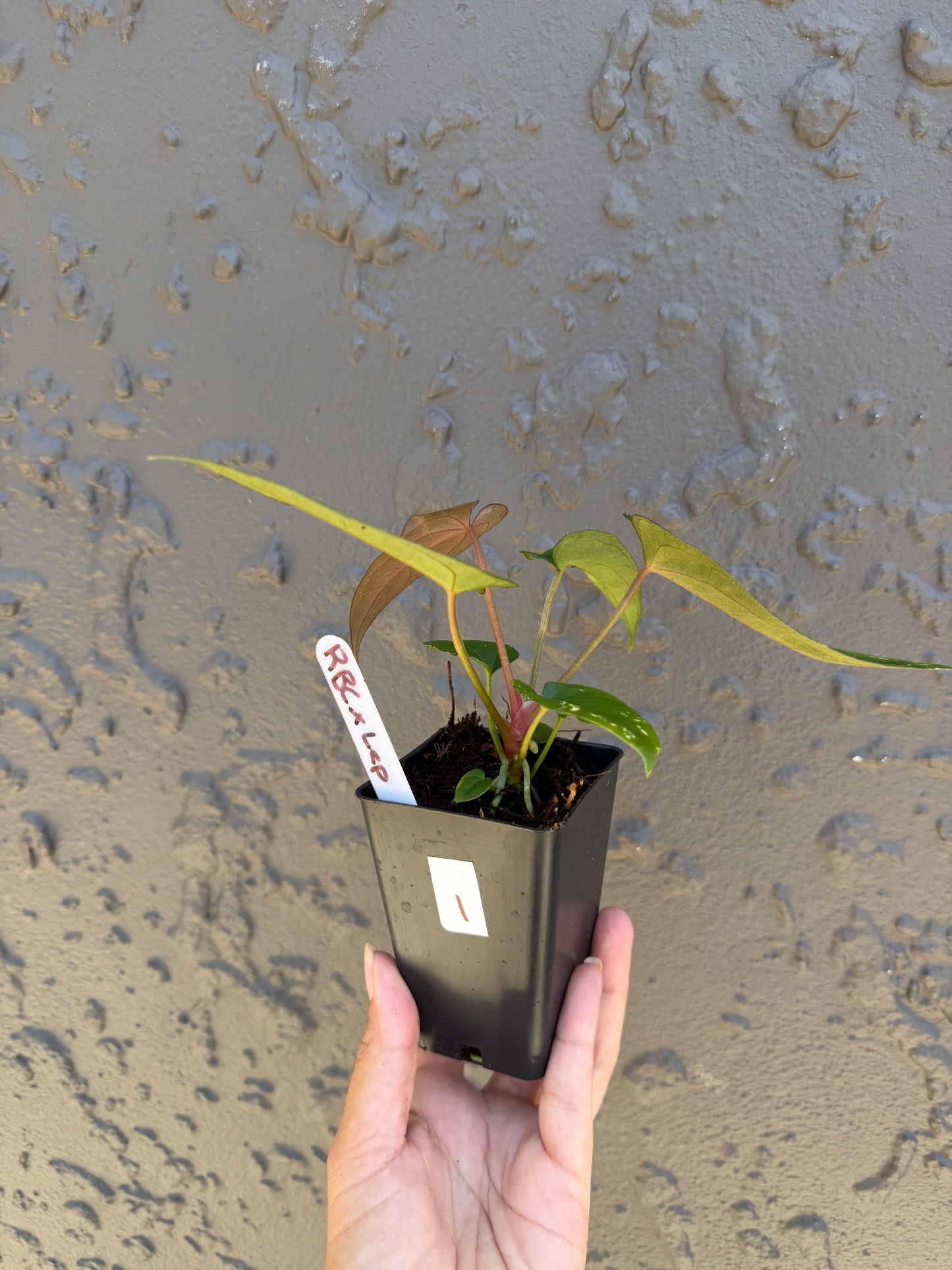 Reverse Black cherry x leopard- 1