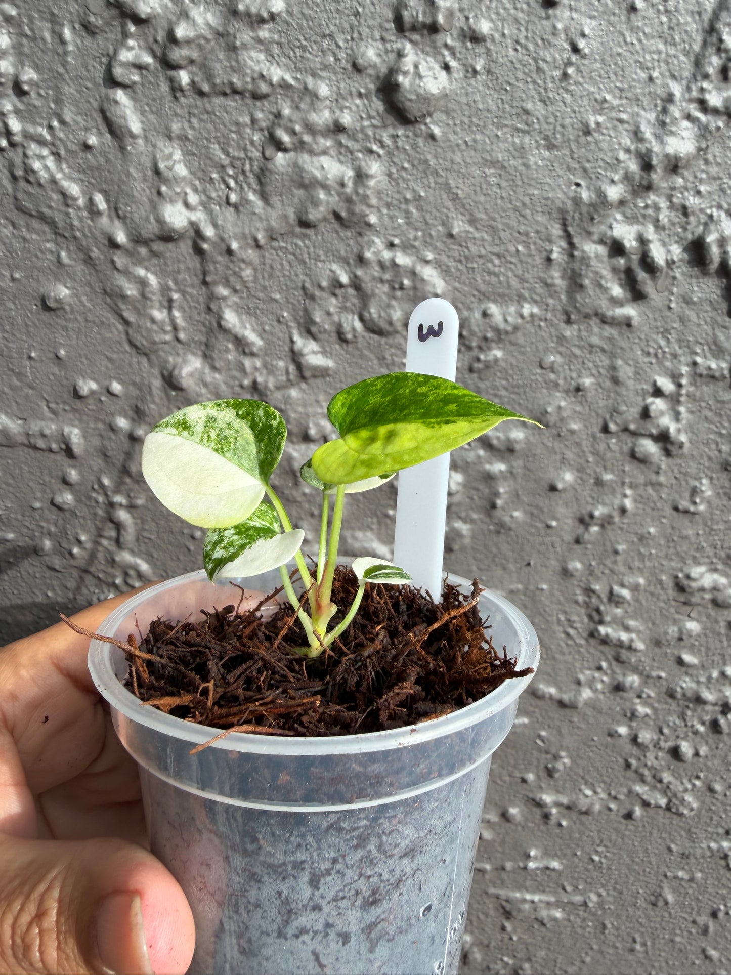 Anthurium Allure Solaris -3