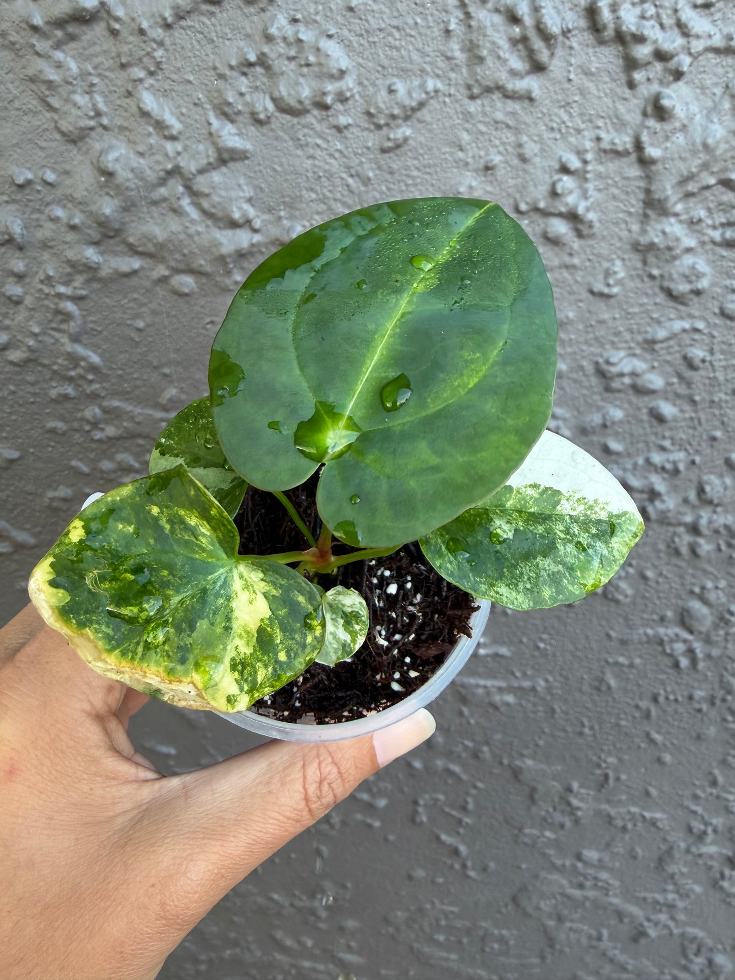 Anthurium Allure Solaris -B