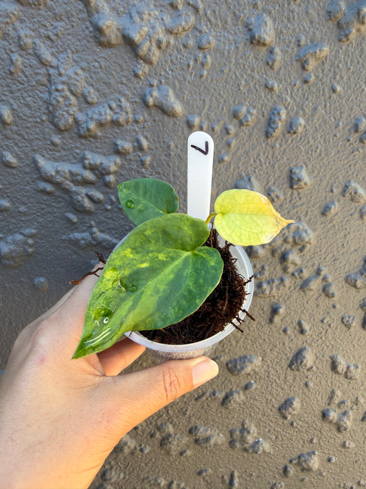 Anthurium Golden Haze - 7