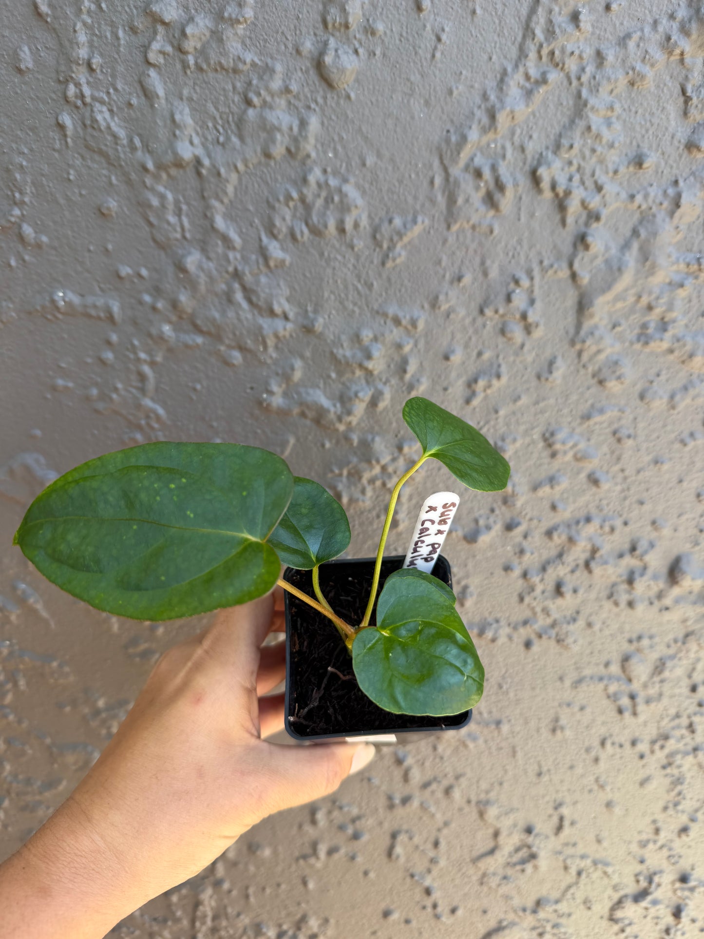 subsignatum x papi x calculus-2