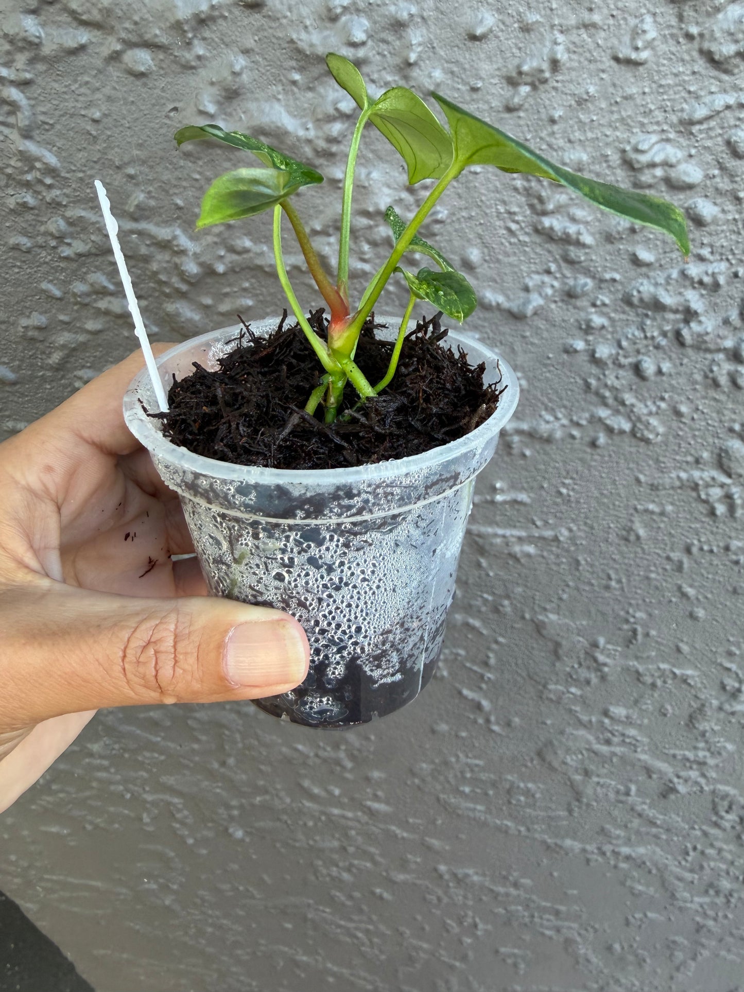 Anthurium Allure Solaris -I