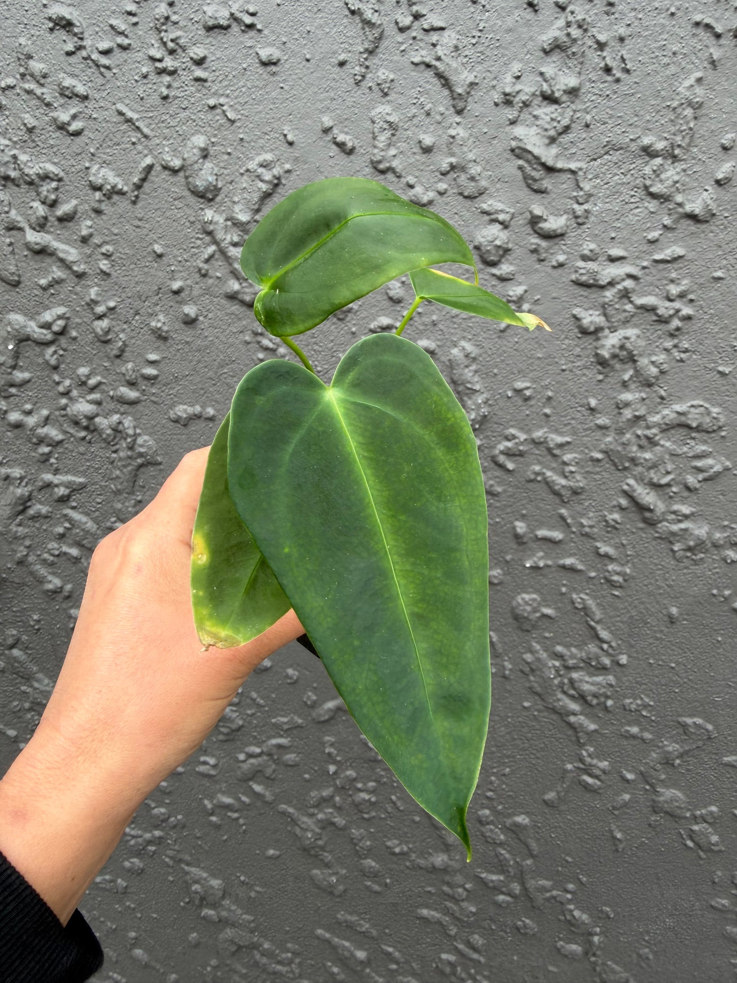 anthurium nutibara sp (b)