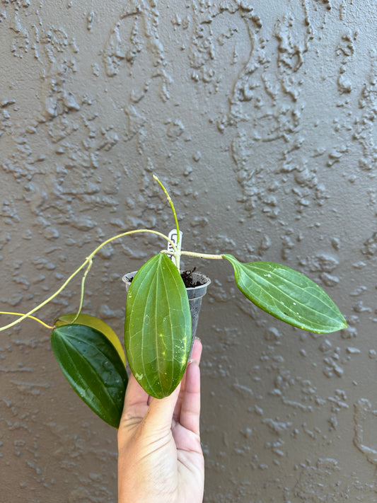 Hoya Latifolia Borneo