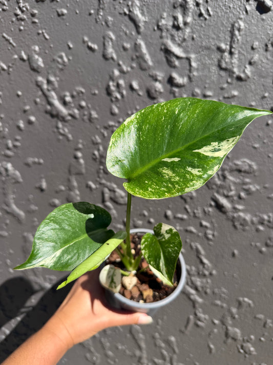 Mint Monstera Deliciosia