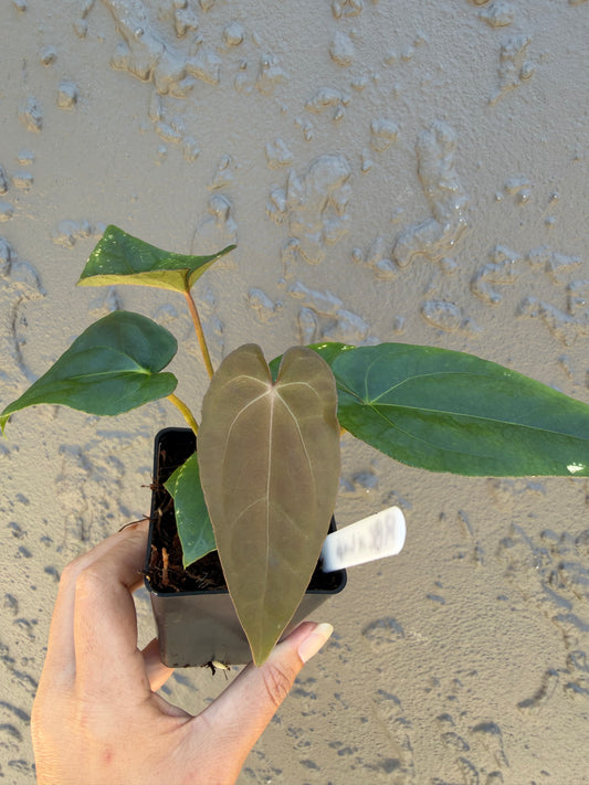 Reverse Black cherry x leopard- 1