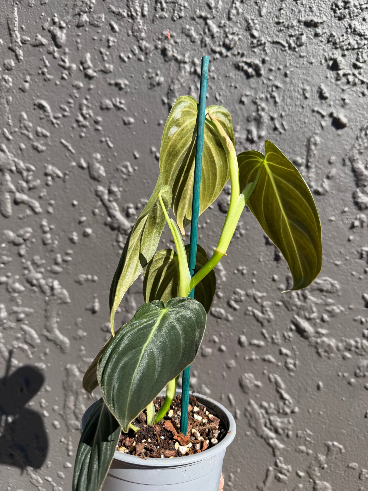 Philodendron Melanochrysum