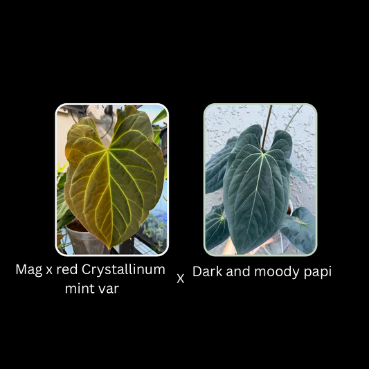 Mag x Red Crystallinum mint variegated x Dark and Moody Papi - 4 seeds