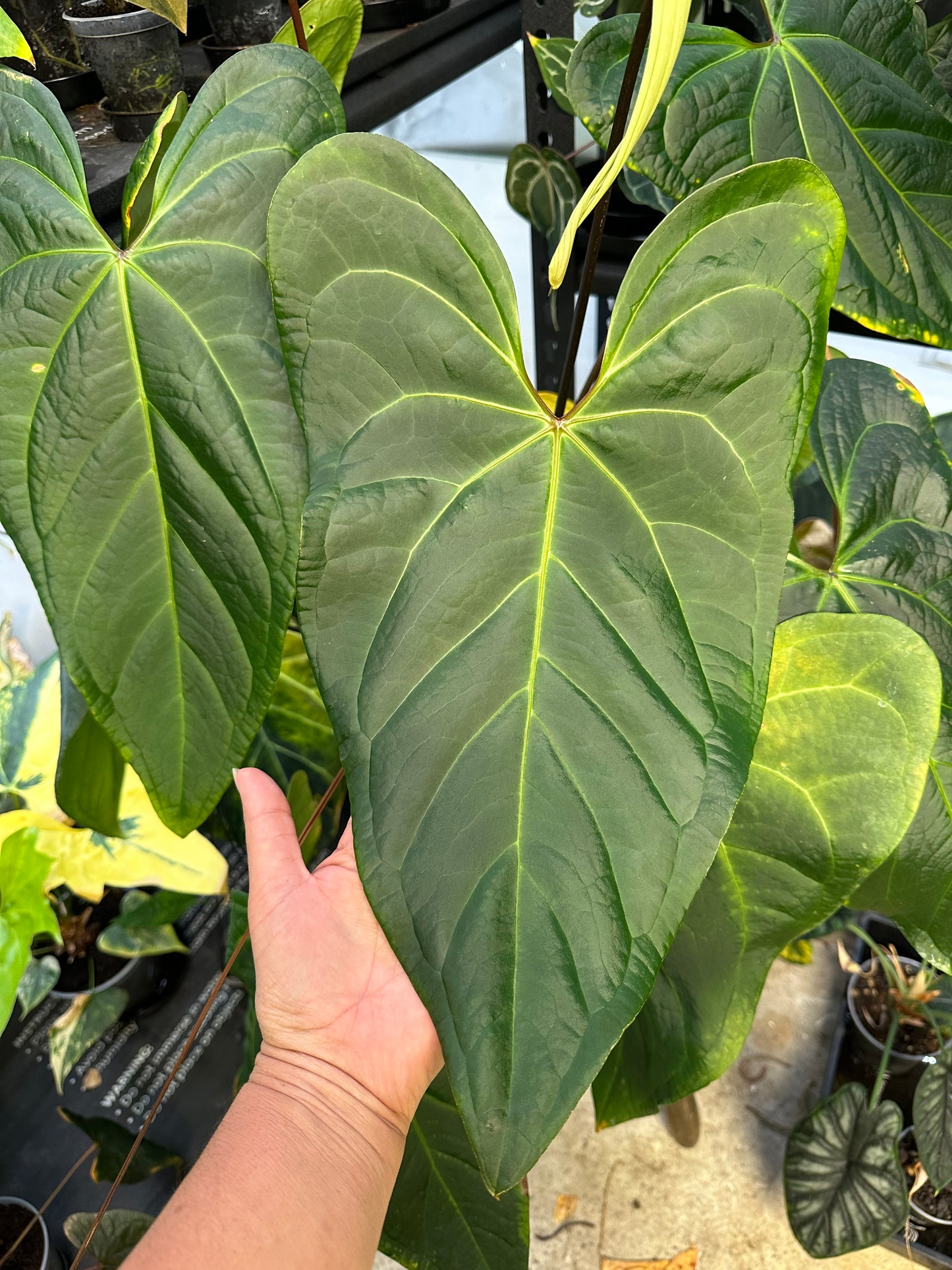 Kallos (var papi x papi x) A
