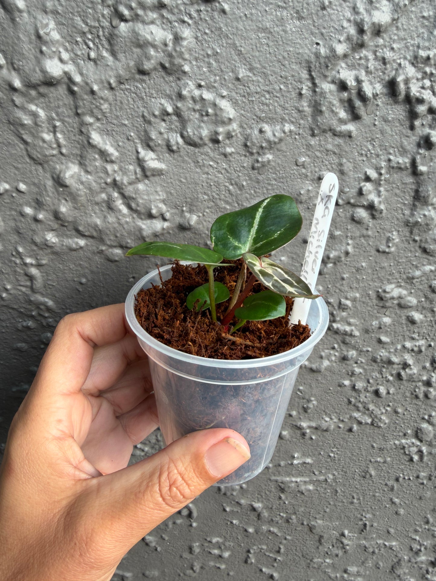 SKG Silver Red Crystallinum x Michelle-B