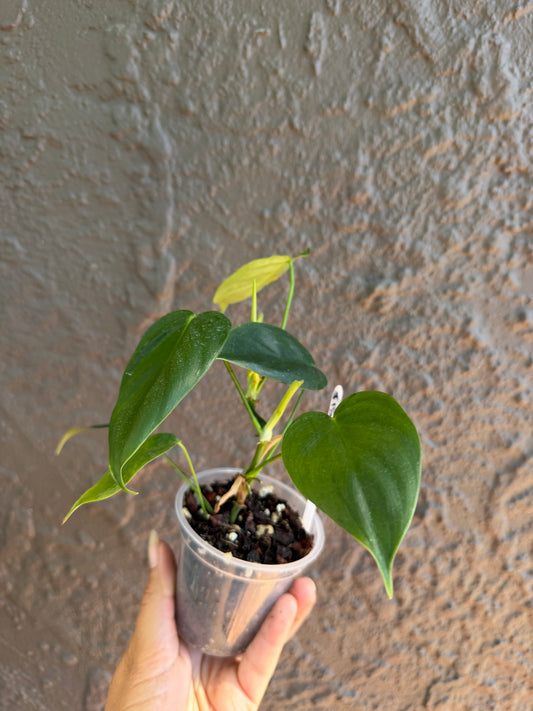 Philodendron esmeraldense - 3