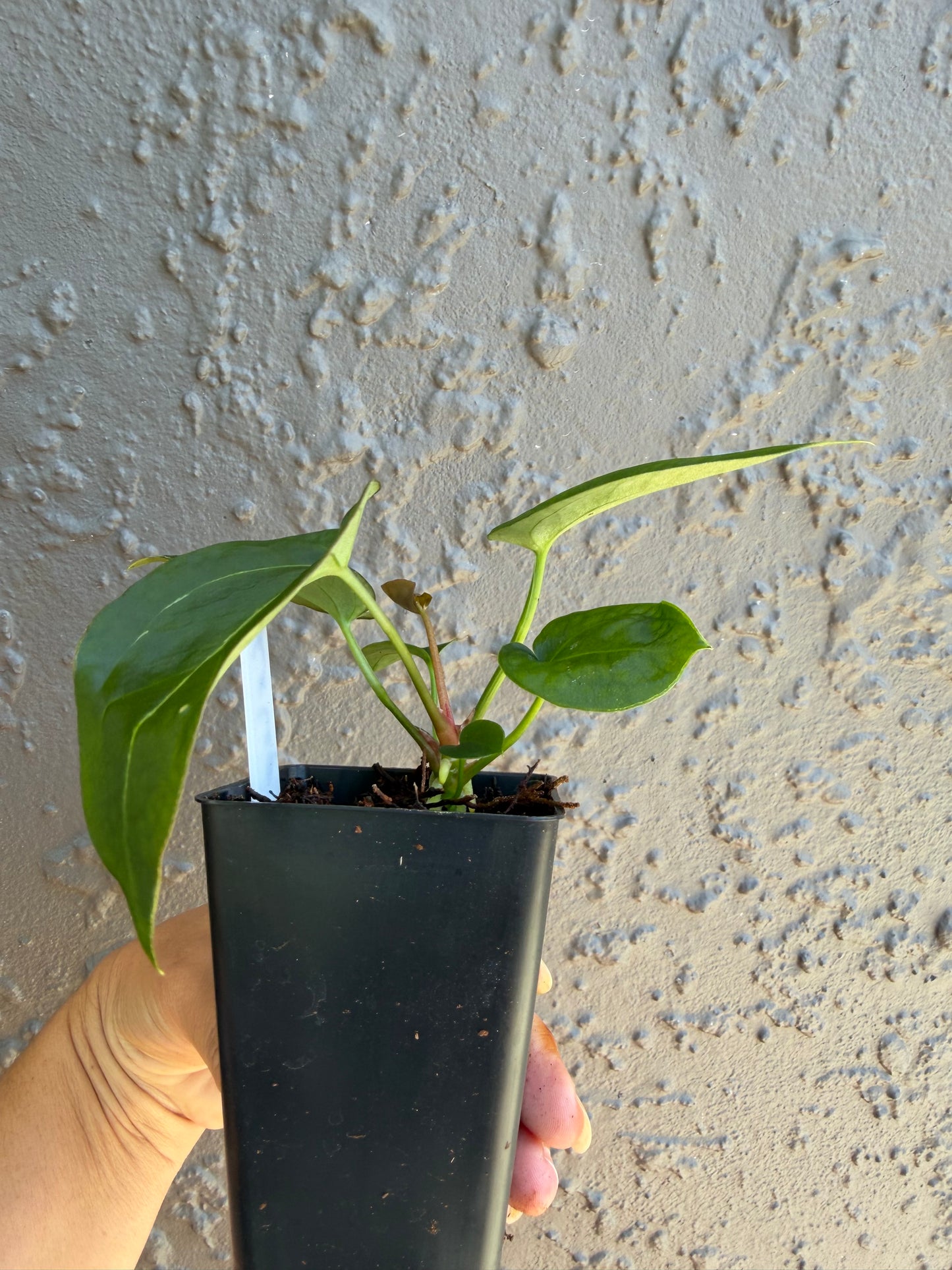 Reverse Black cherry x leopard- 3