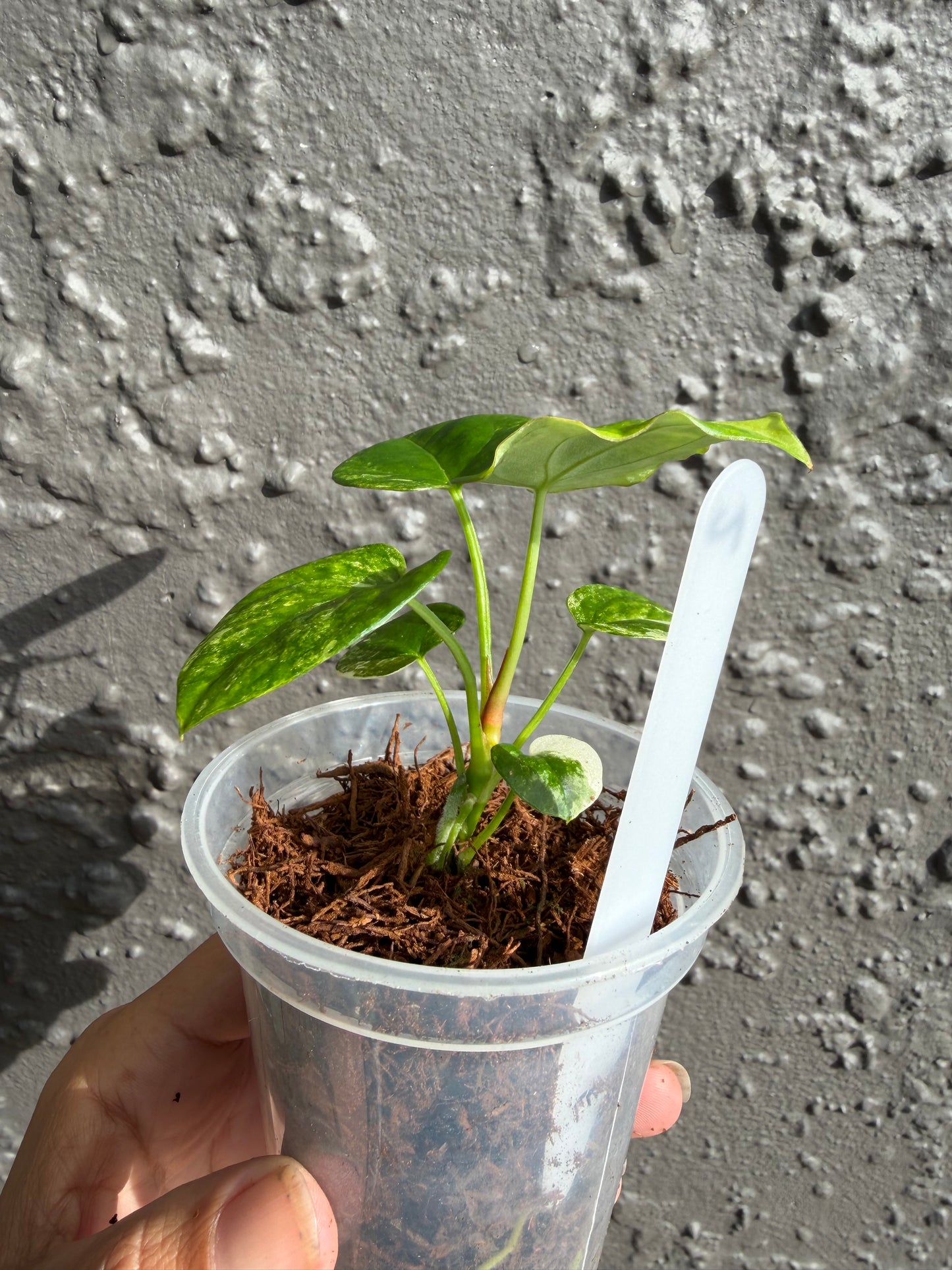 Anthurium “Allure Solaris”-2