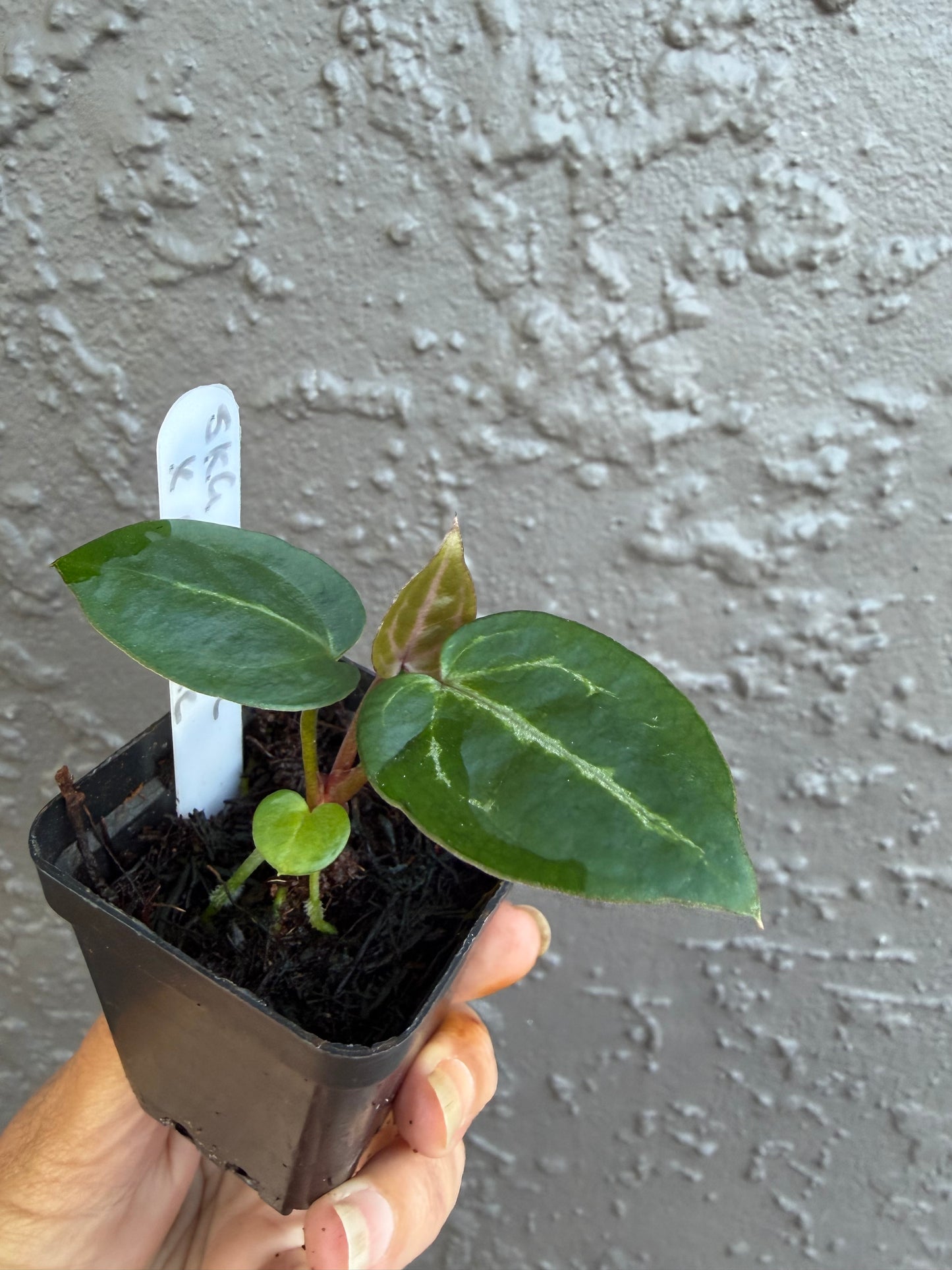 SKG Silver Red Crystallinum x Michelle -B