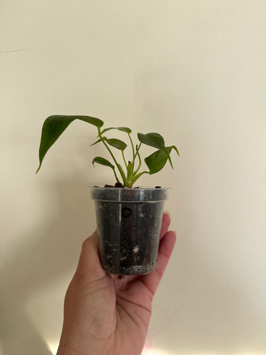 philodendron esmeraldense (d)