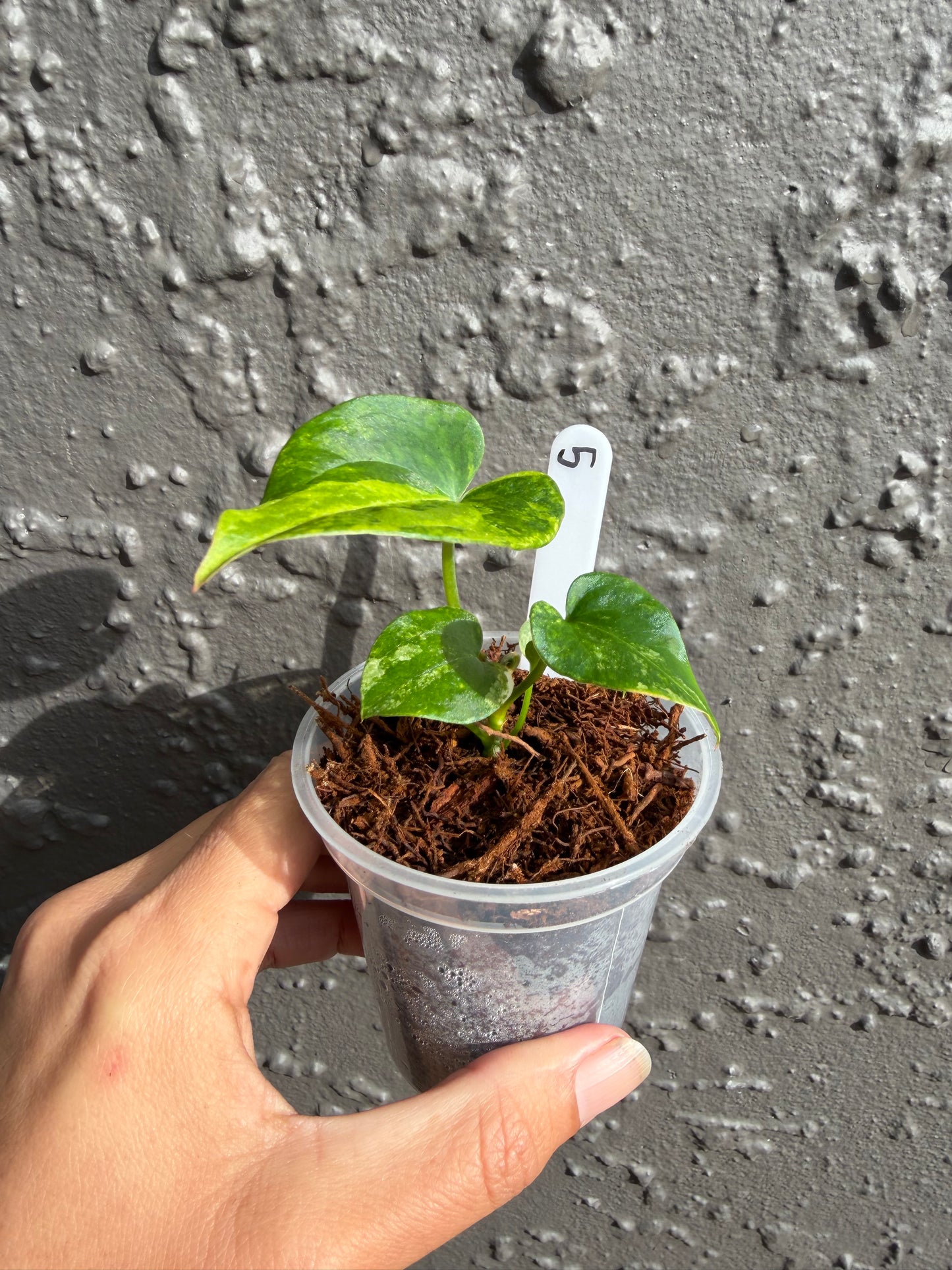 Anthurium Allure Solaris -5