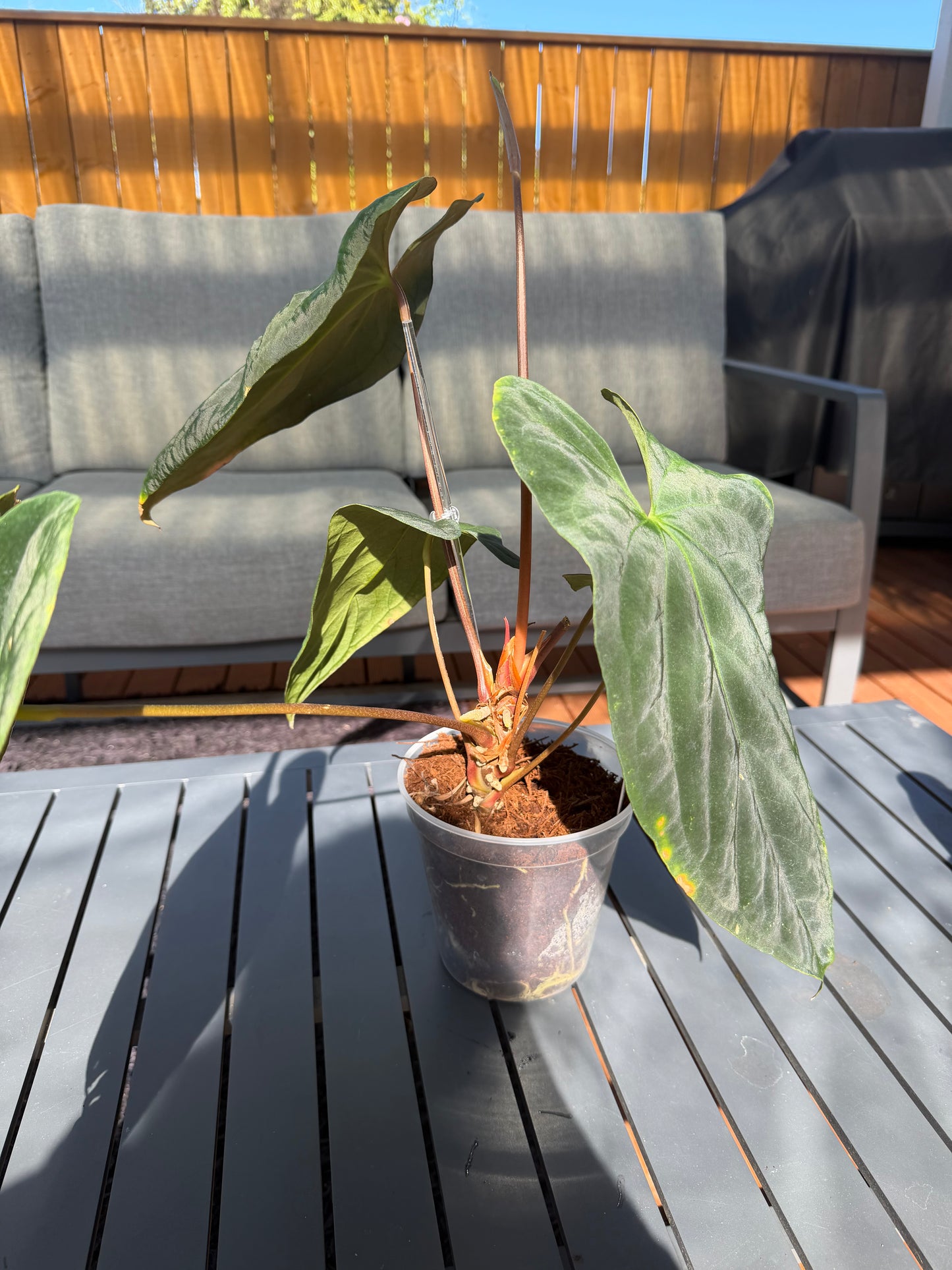 NSE Portillae x Antolakii