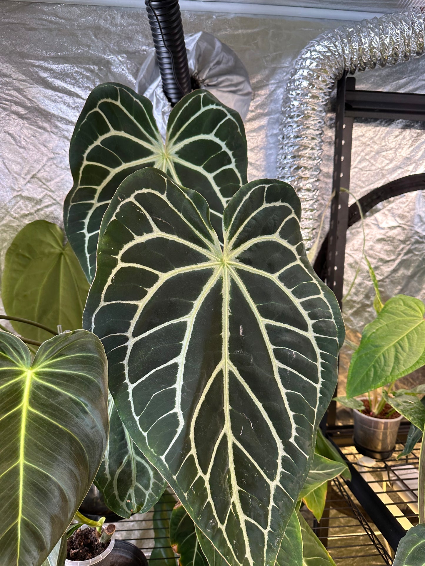 Anthurium Astraea