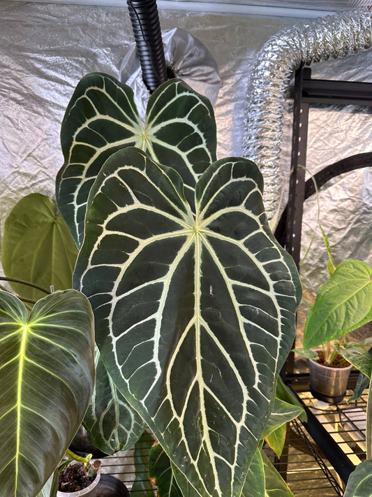 Anthurium Astraea