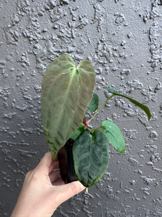 Black Cherry x Twin Phoenix (a)