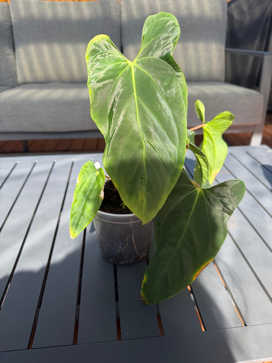 NSE Portillae x Antolakii