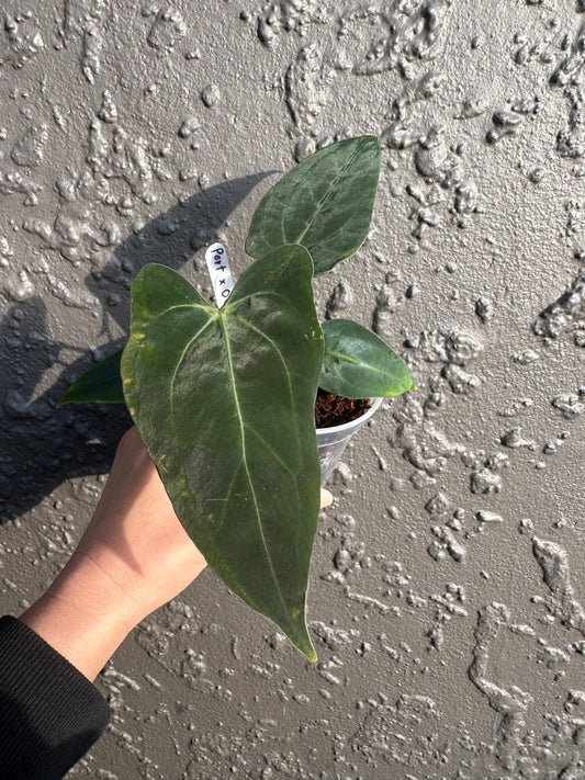 NSE Portillae x Carlablackiae OG5