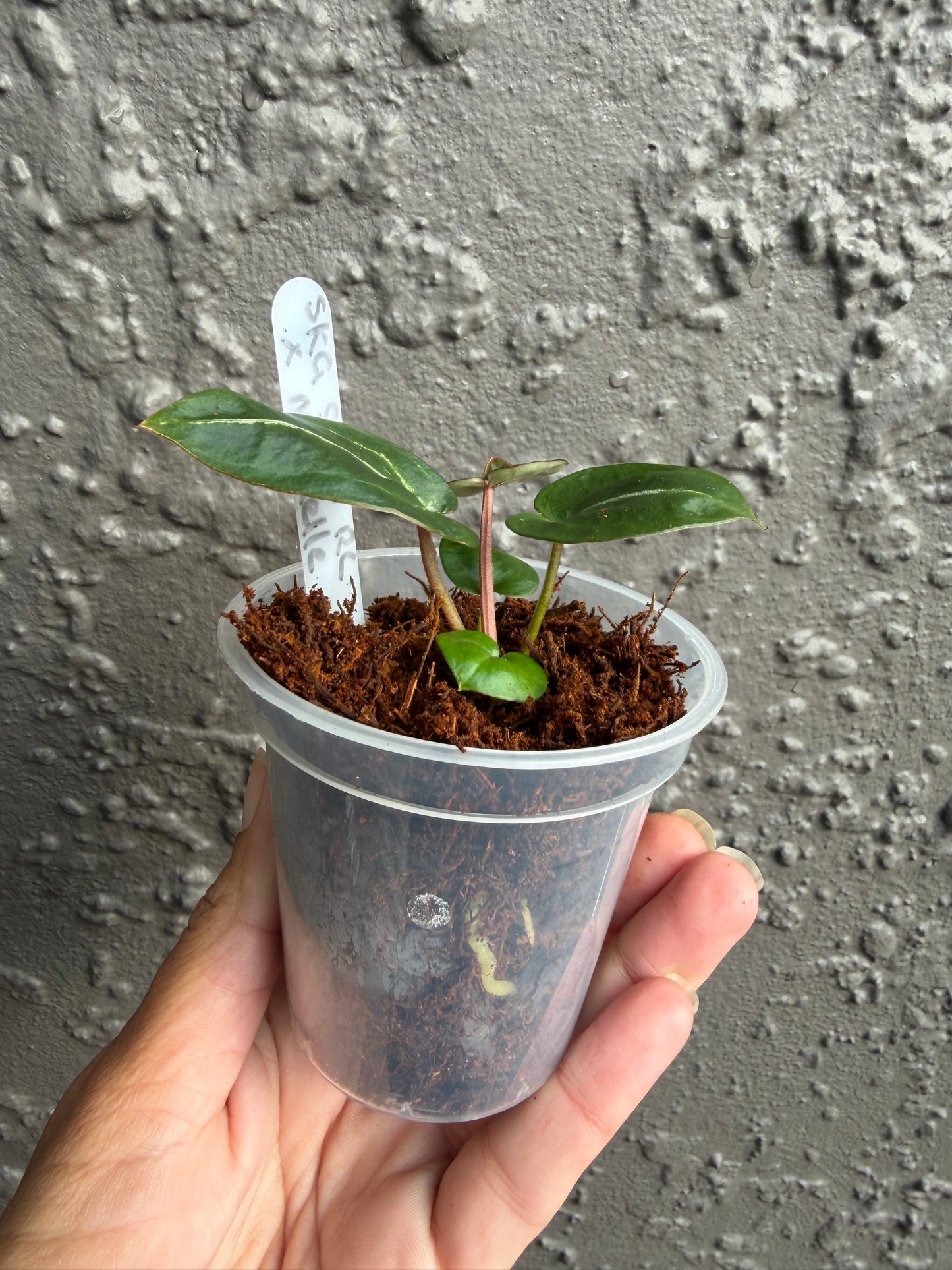SKG Silver Red Crystallinum x Michelle-B