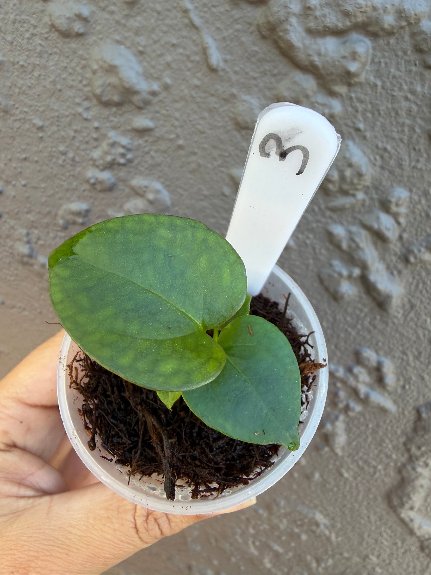 Anthurium KoS HU round form-3